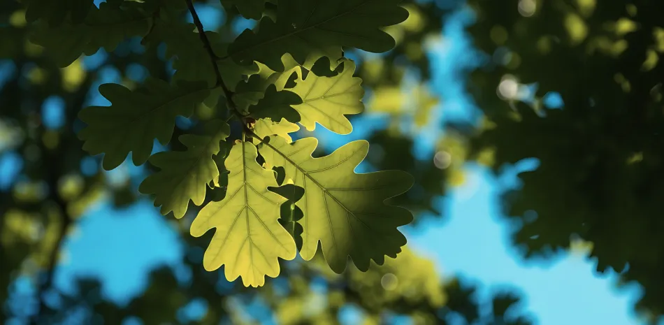 pest control leaves