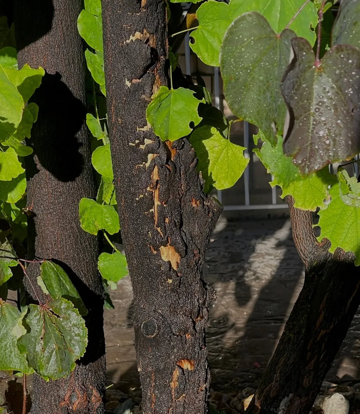 tree health injection