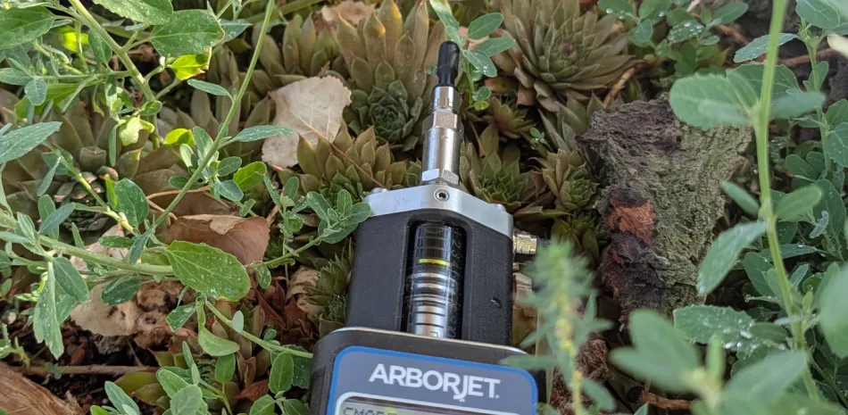 tree injection health
