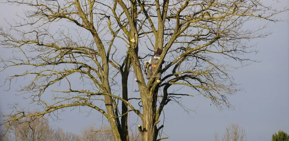 tree trimming work