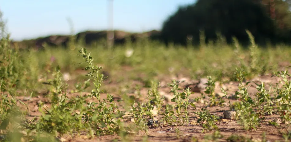 weed control removal